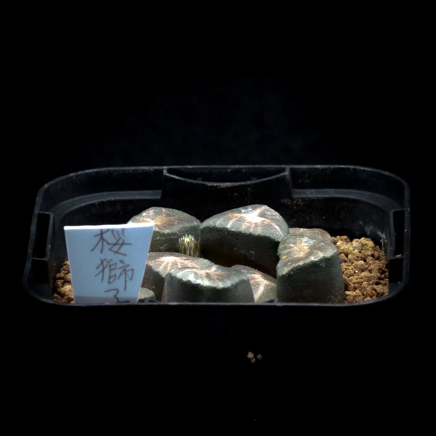 桜獅子 (TC苗) 若年期