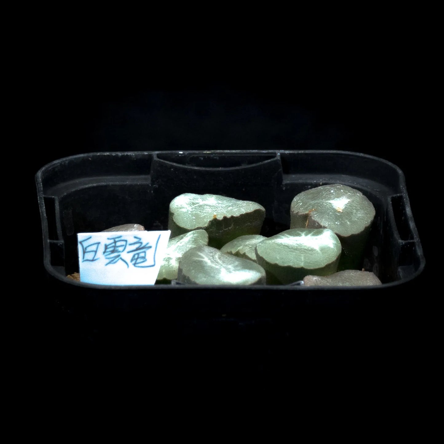 白雲竜 (TC苗) 若年期
