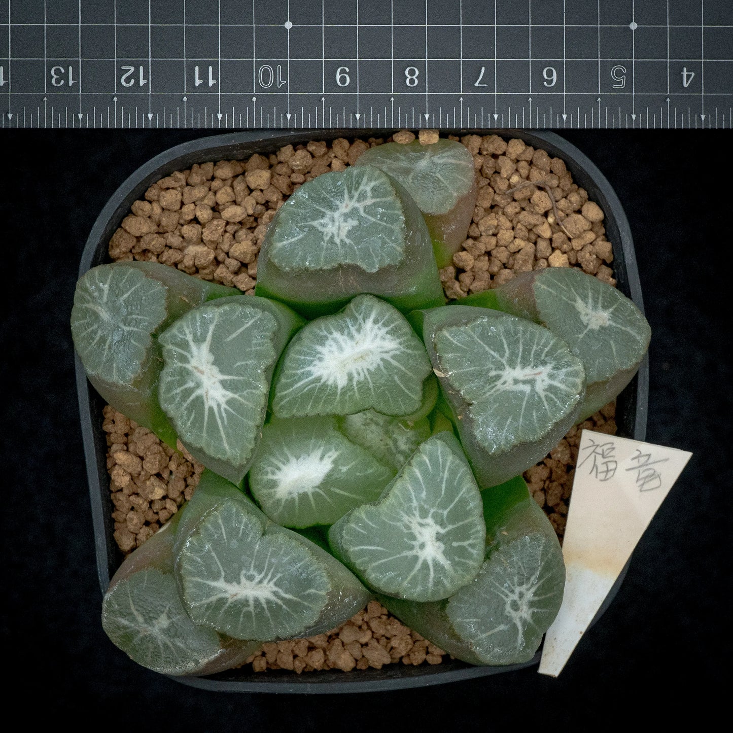 福竜 (TC苗) 成熟期