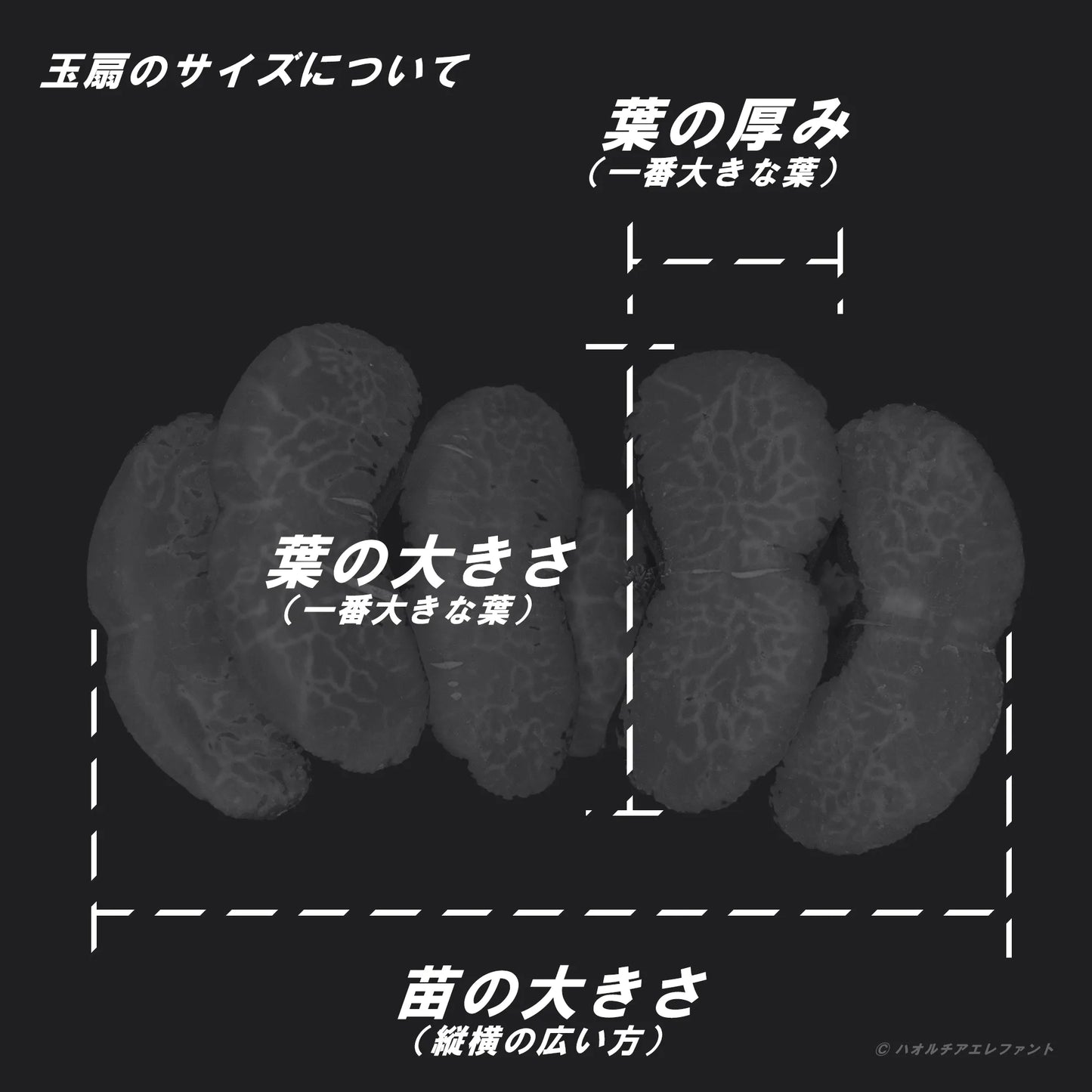 レジェンドブルー(TC苗) 若年期