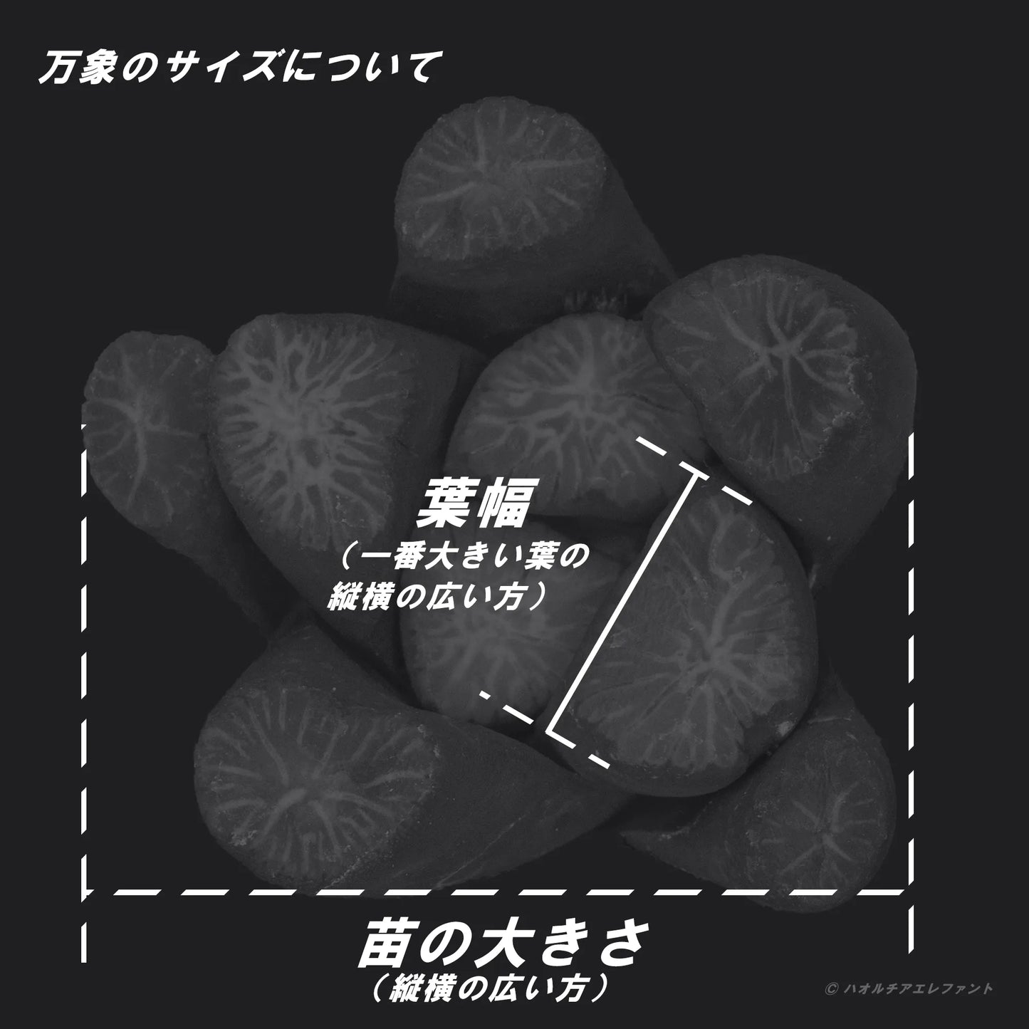 スワンレーク (TC苗) 若年期