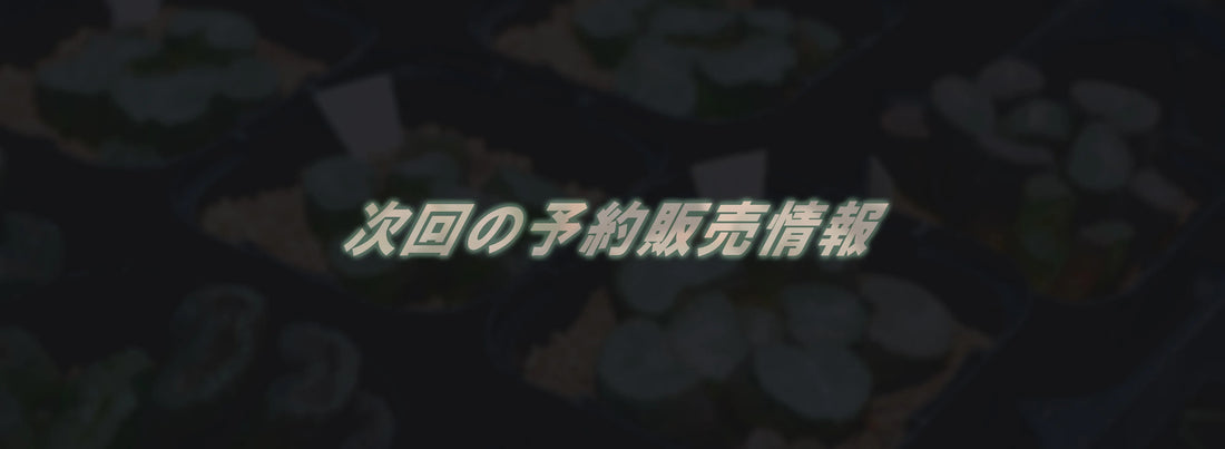 【2025年11月】第2回 万象・玉扇販売のお知らせ｜秋冬シーズン開幕