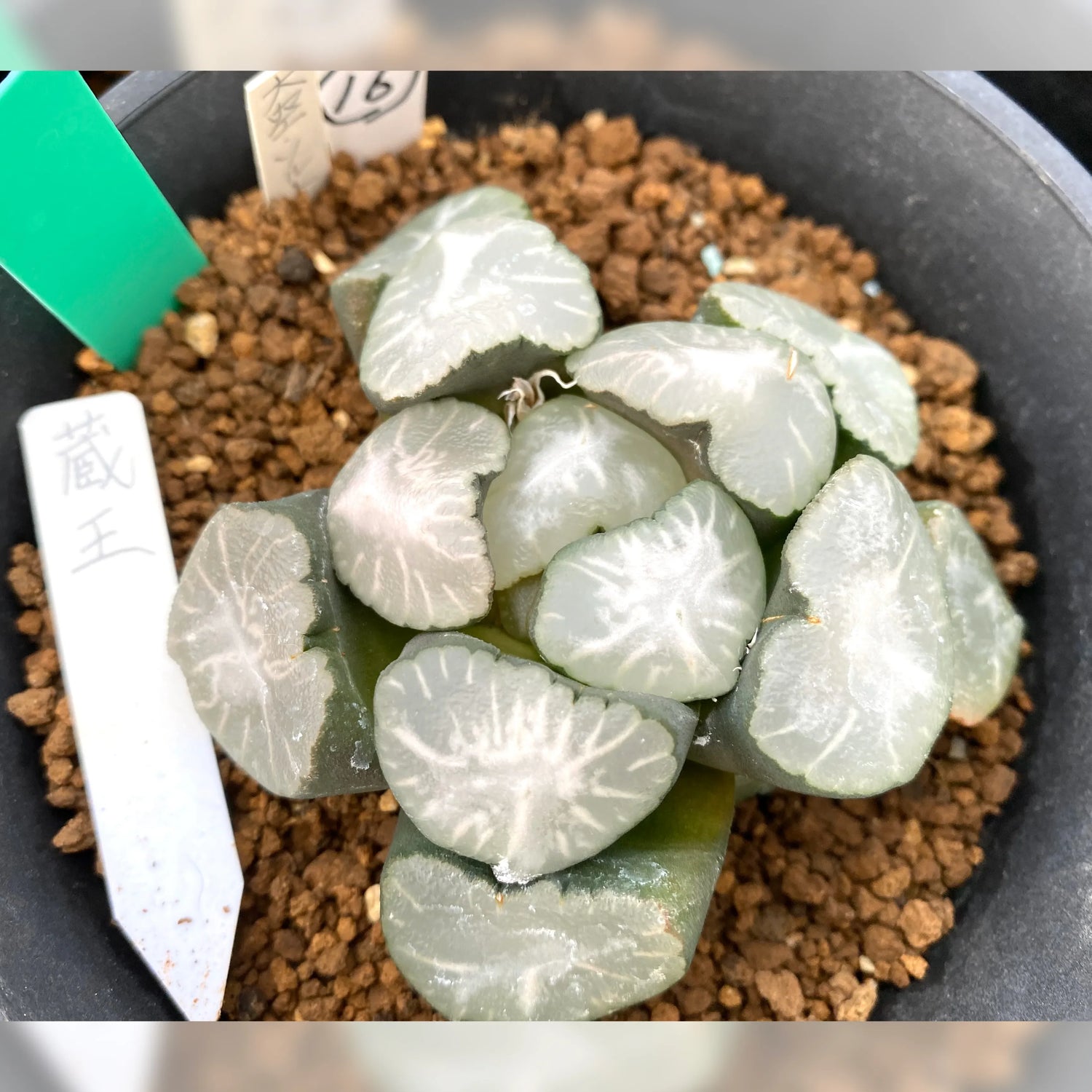 無紋群