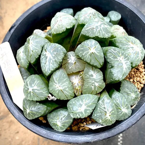 紫紋系