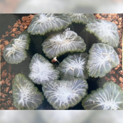 親木参考写真
