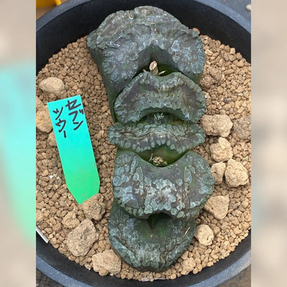 親木参考写真