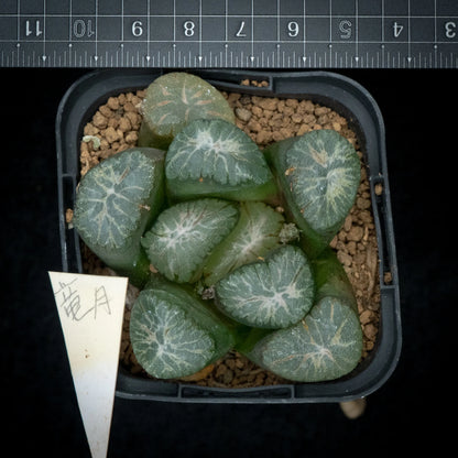 竜月 (TC苗)　若年期