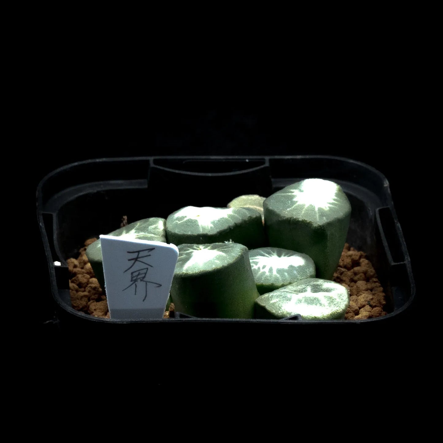 天界 (TC苗)　若年期