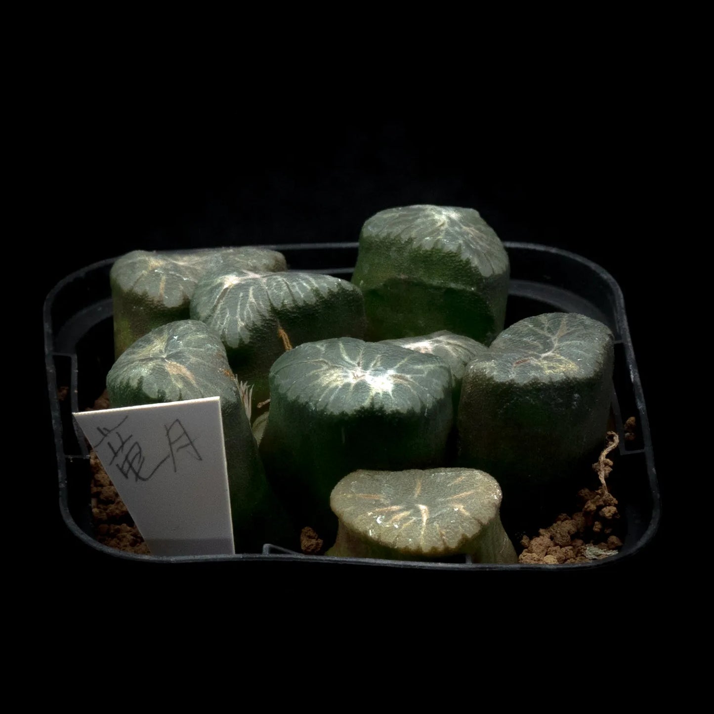 竜月 (TC苗)　若年期
