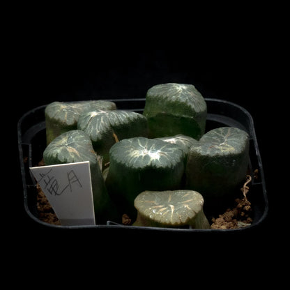 竜月 (TC苗)　若年期