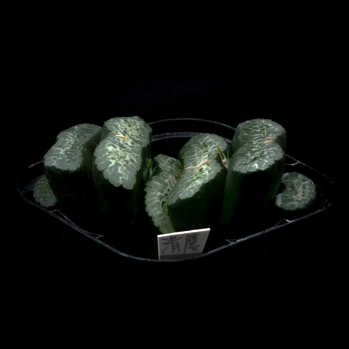 清麿 (TC苗)　若年期