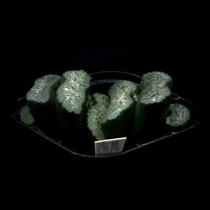 清麿 (TC苗)　若年期