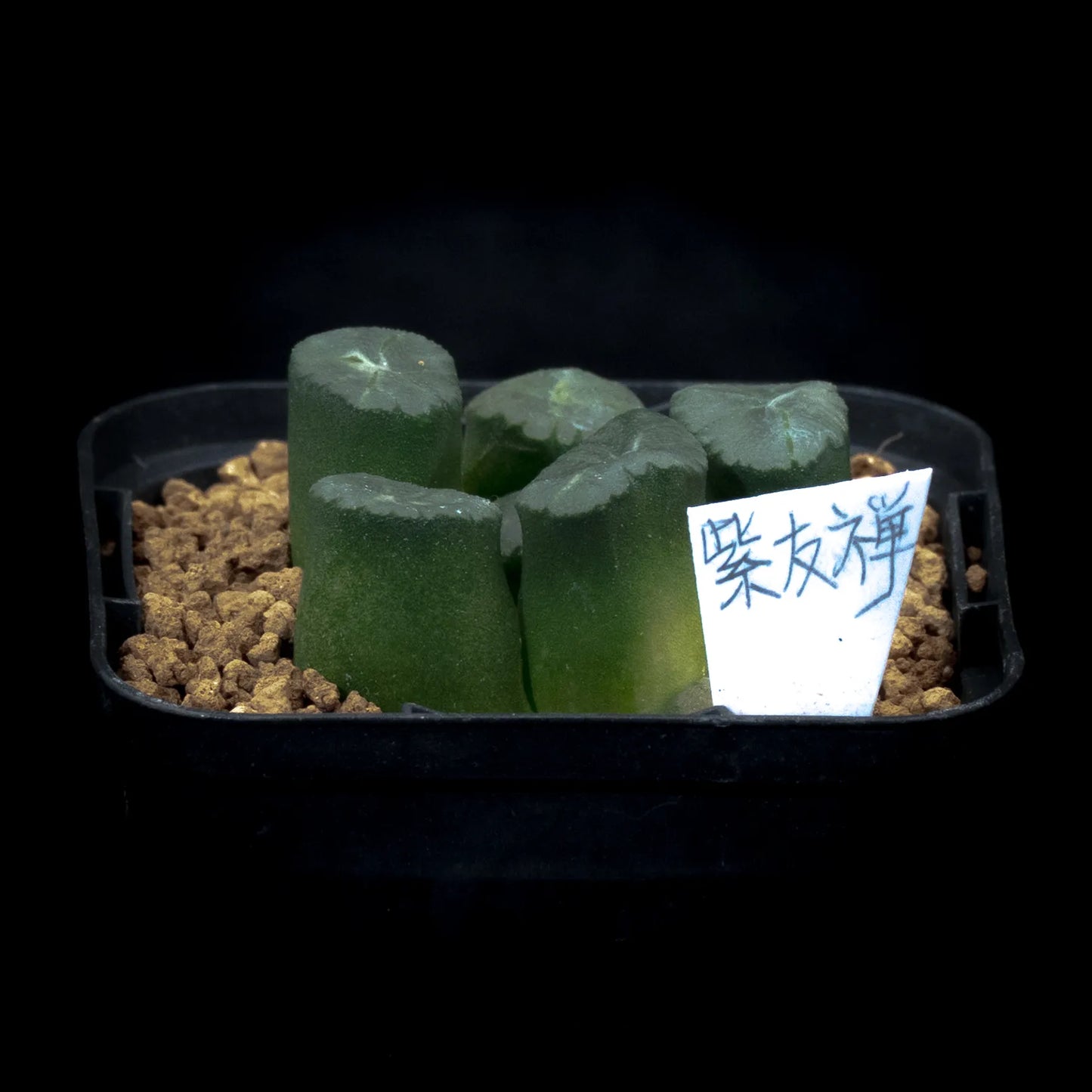 紫友禅 (TC苗)　若年期