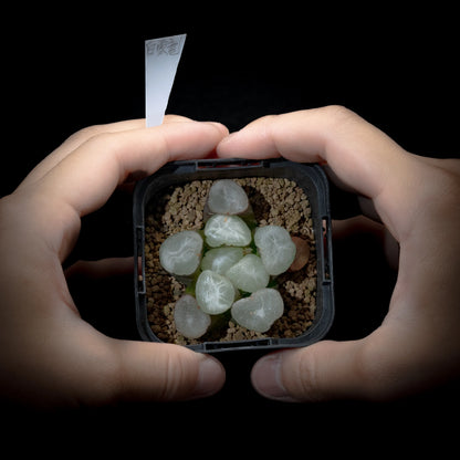 白雲竜 (TC苗)　若年期
