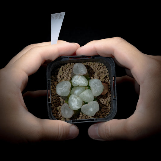 白雲竜 (TC苗)　若年期