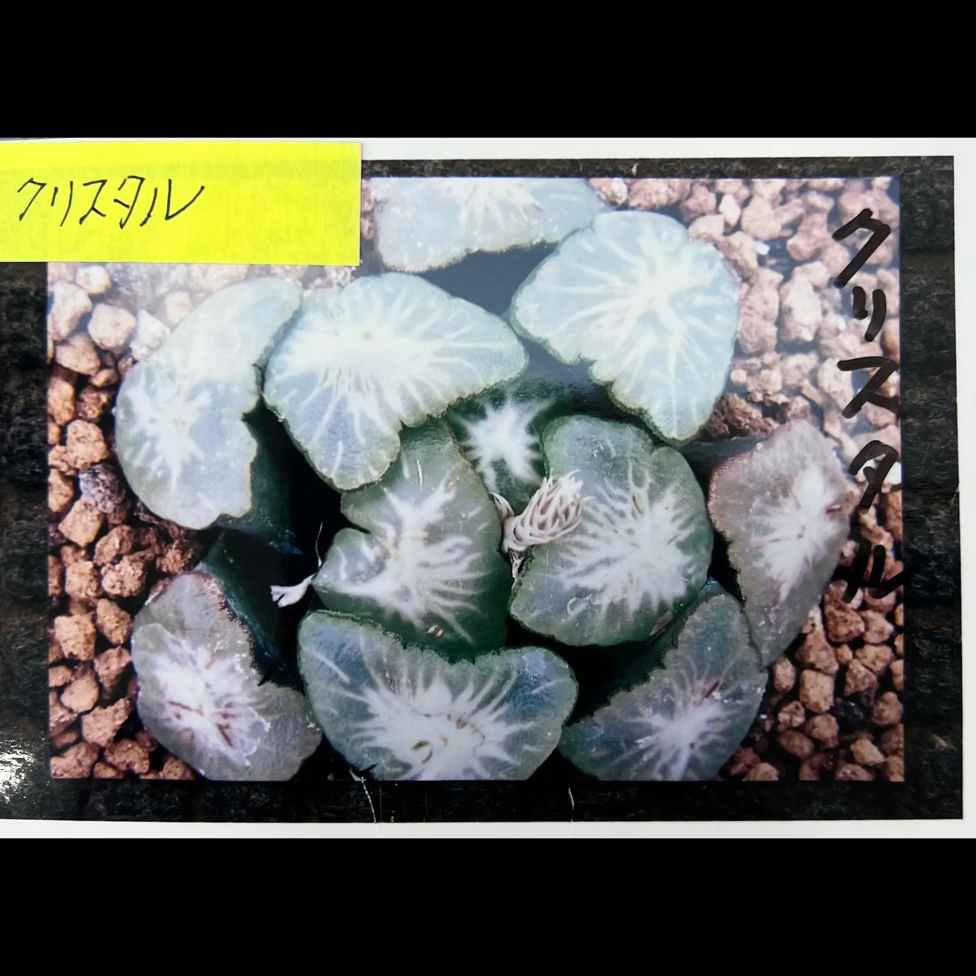 親木参考写真
