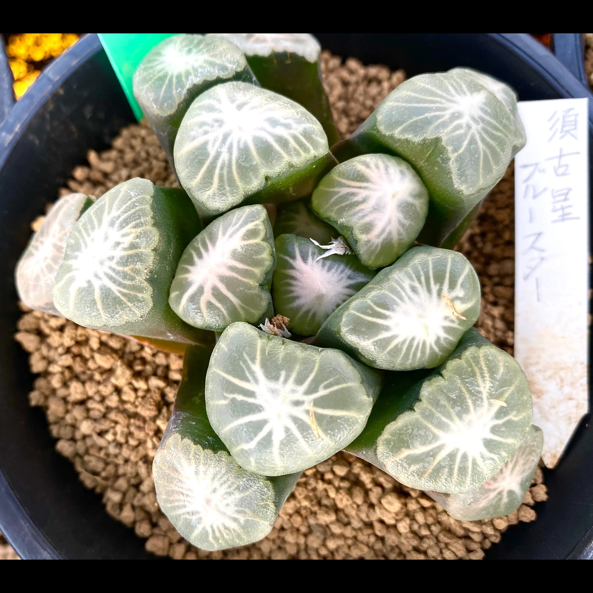 親木参考写真