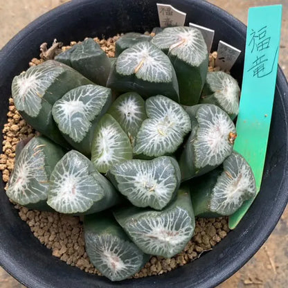 親木参考写真