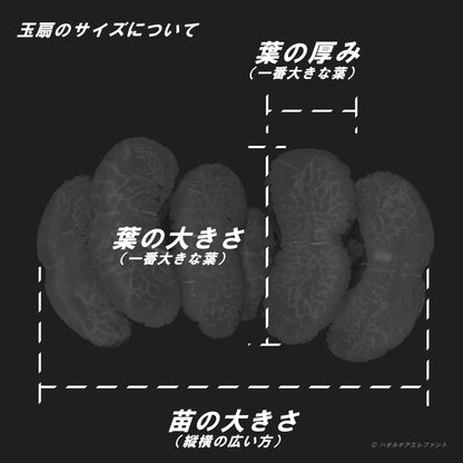 レジェンドブルー（TC苗)　若年期