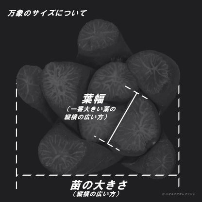 大鳳竜 (TC苗)　若年期